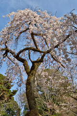岩屋寺の枝垂れ桜