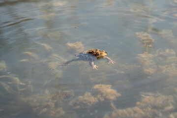 frog couple swimming in a pond