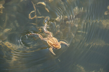 frog swimming in a pond