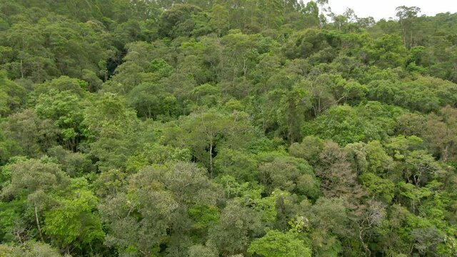Mata Atl&acirc;ntica em um dia nublado, panor&acirc;mica com drone / Atlantic Forest on a cloudy day, panoramic with drone