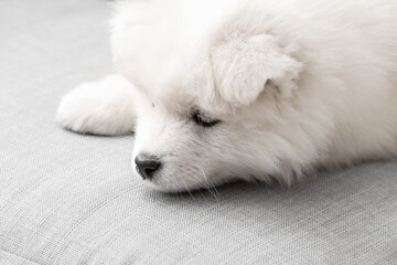Cute Samoyed puppy on sofa at home
