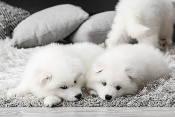 Cute Samoyed puppies on floor at home