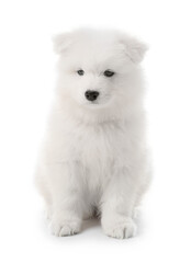 Cute Samoyed puppy on white background