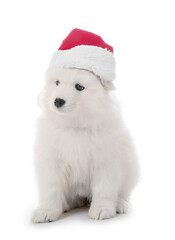 Fototapeta na wymiar Cute Samoyed puppy in Santa Claus hat on white background