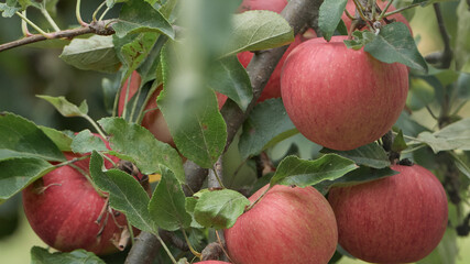 Natural red apples on the tree ready for harvest