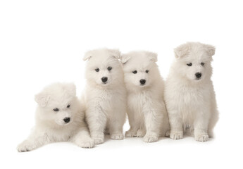 Naklejka na ściany i meble Cute Samoyed puppies on white background