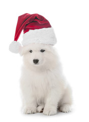 Cute Samoyed puppy in Santa Claus hat on white background