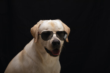 White labrador breed dog wearing sunglasses on black background. Studio shot