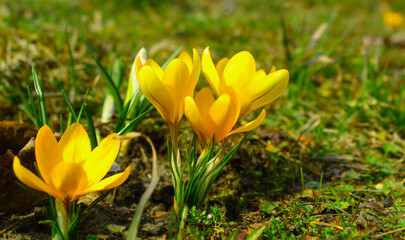 kwitnące wiosenne krokusy w zbliżeniu