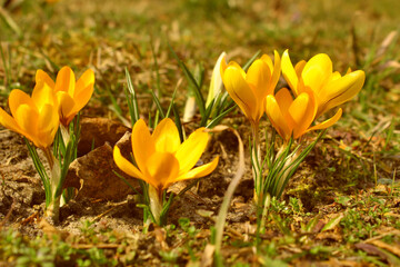 Kolorowe, kwitnące, krokusy w słońcu, wiosną