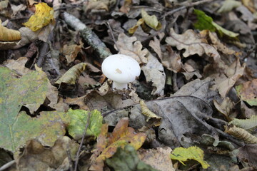 Mushroom on the ground