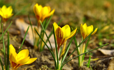 Kolorowe, kwitnące, krokusy w słońcu, wiosną