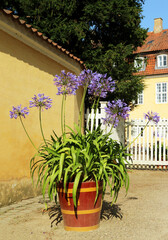 Agapanthus is a genus of herbaceous perennials, family Amaryllidaceae. Bloom in summer. Flowers - of blue to purple, to white. Commonly known as lily of the Nile or African lily. In a wooden pot.