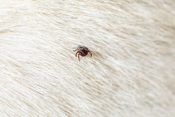 Help clean ticks from dog. Tick-borne diseases. Ixodes ricinus.