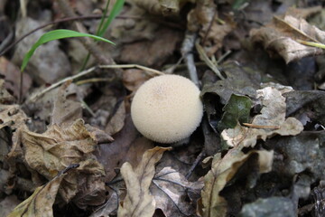 Mushrooms in the grass