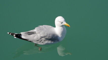 Goéland en gros plan qui nage