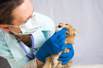 Veterinarian examining teeth of a cat while doing checkup at clinic. Animal Care Concept