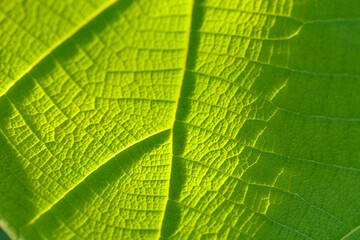 green leaf texture