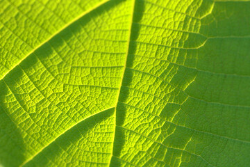 green leaf background