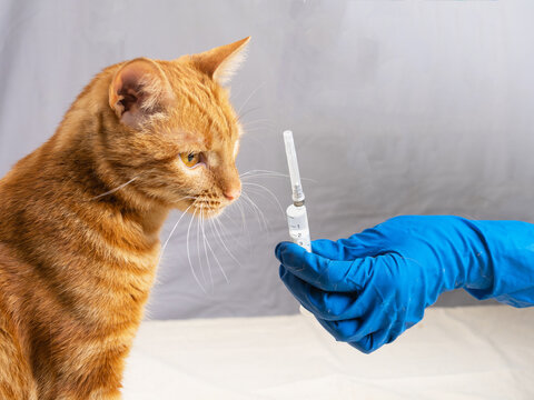 A blue-gloved hand gives the cat a sniff of the syringe before it is vaccinated.
