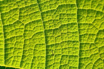 green leaf background