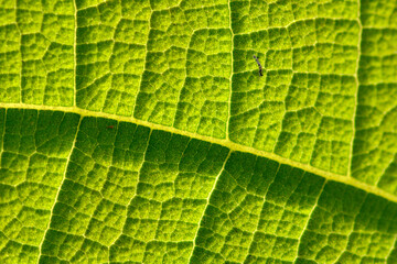 green leaf texture