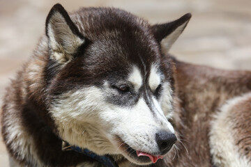 Portrait of a dog in park.