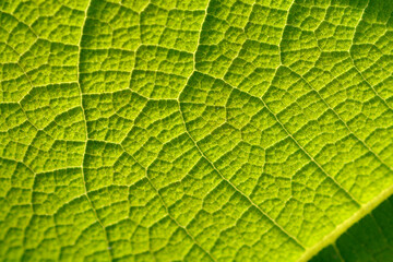 green leaf background