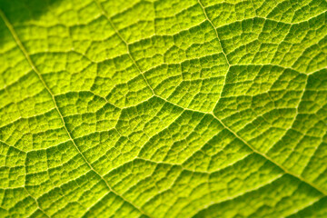 close up of leaf