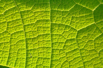 green leaf background