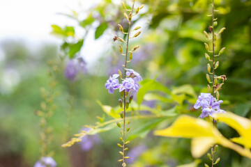 Purple flower of Sky flower, Golden dew drop, Pigeon berry or Duranta bloom with sunlight in the garden on nature background.