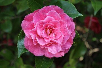 Beautiful Pink flower