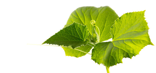 Green leaves of a cucumber plant isolated on a white