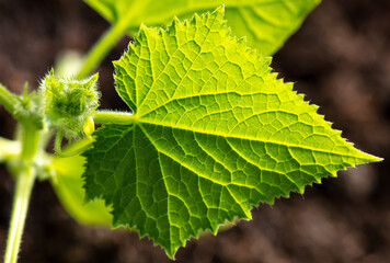 Close up of green leaves on a cucumber plant.
