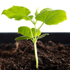 Small cucumber plant in the ground isolated on a white