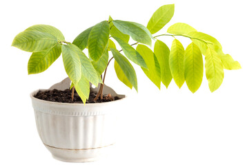 Plant with green leaves in the ground is isolated on a white