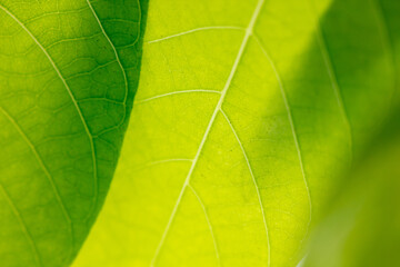 Naklejka na ściany i meble Close up of green leaf as background.
