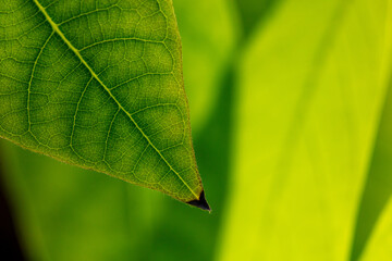 Close up of green leaf as background.
