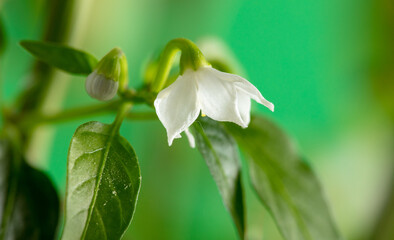 Close up of a white flower on a chili pepper