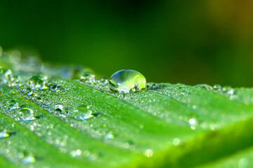 Left over water after rain in banana leaf