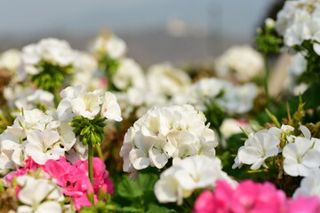 Beautiful white and pink geranium flower blossom in a garden, Spring season, Nature background