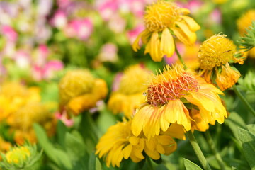Beautiful yellow Gaillardia flowers blossom in a garden, Spring season
