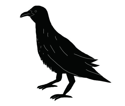 Crow animal silhouette design