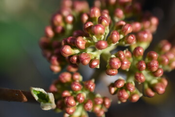 Viburnum