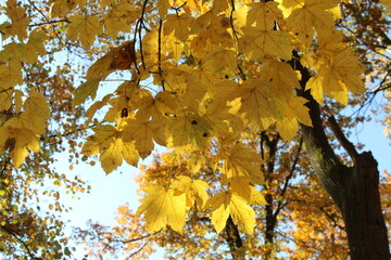 Yellow maple leaves