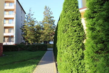 Trees in the park of Morshin