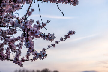 blossom in spring
