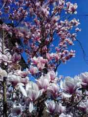 Trees in blossom in Ljubljana Slovenia