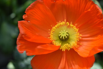 Islandmohn