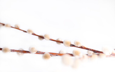 Willow branches on white background. Branch Sunday, Palm or Yew Sunday concept. Space for text. Easter greeting card.